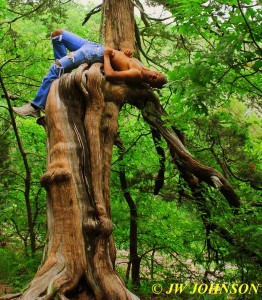 Rim Rock Trail Tree