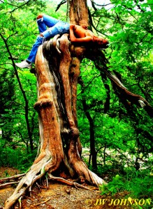 Rim Rock Trail Tree Art 2