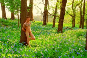 Bluebells Field of Dreams